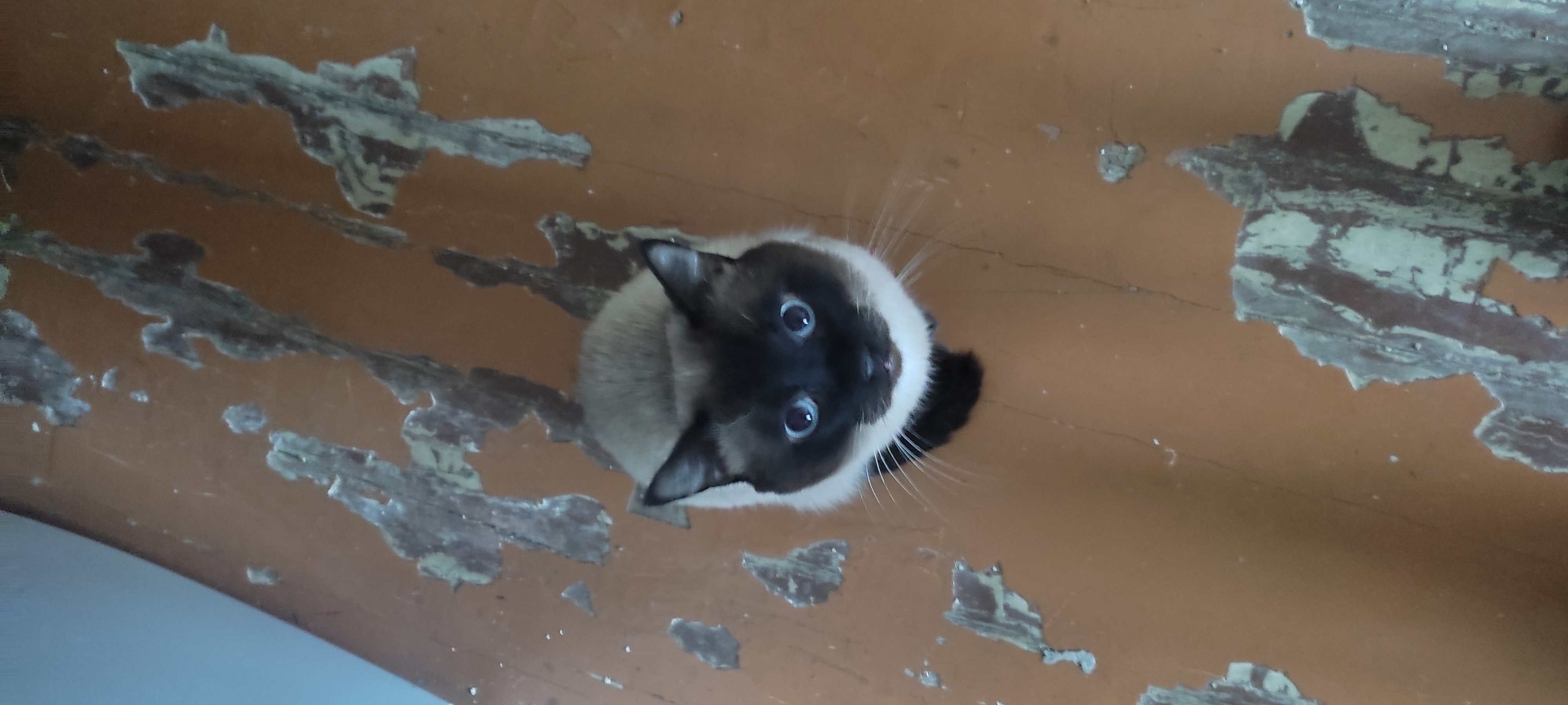 A KITTEN NAMED WOOF